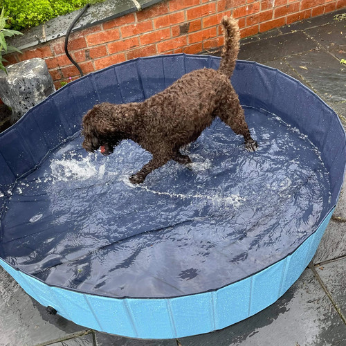 Dog paddling pool 160cm 30cm - pool,